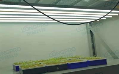 UV紫外線照射實(shí)驗(yàn)：植物如何應(yīng)對自然環(huán)境中的紫外線威脅？